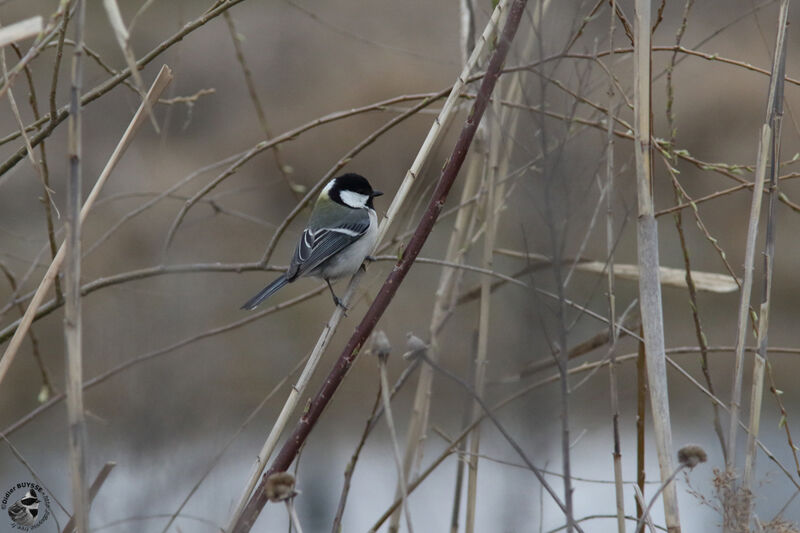 Cinereous Titadult, identification