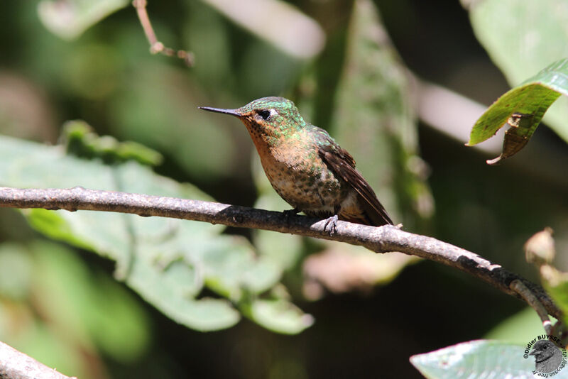 Tyrian Metaltail female, identification