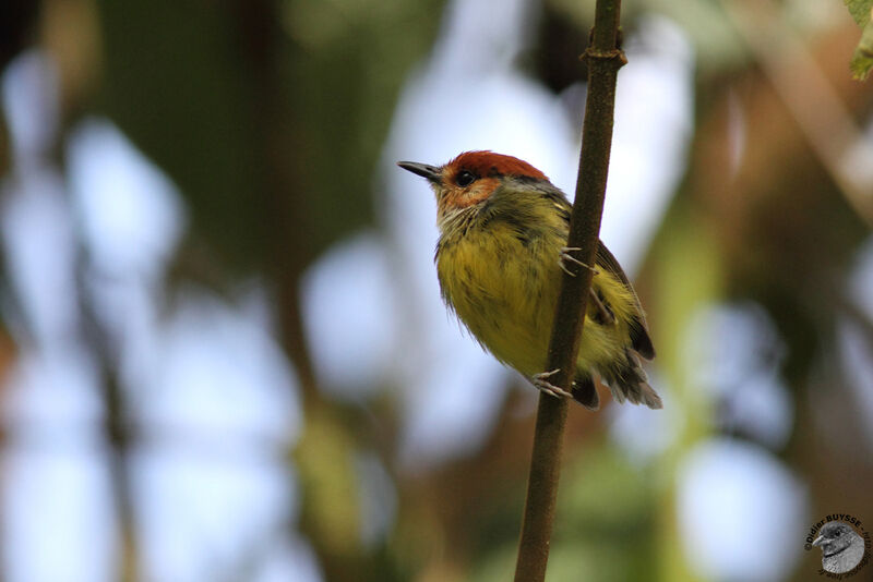 Rufous-crowned Tody-Flycatcheradult, identification