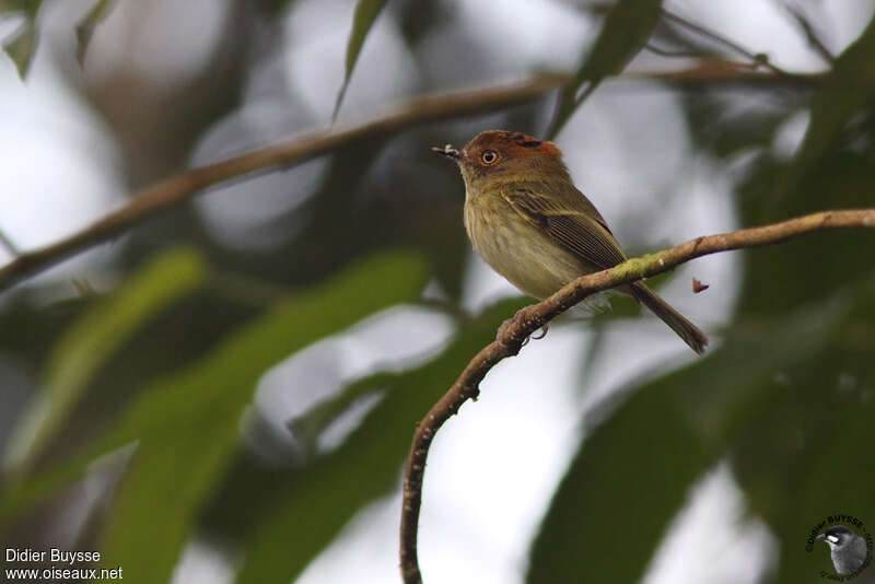 Microtyran cheveluadulte, identification