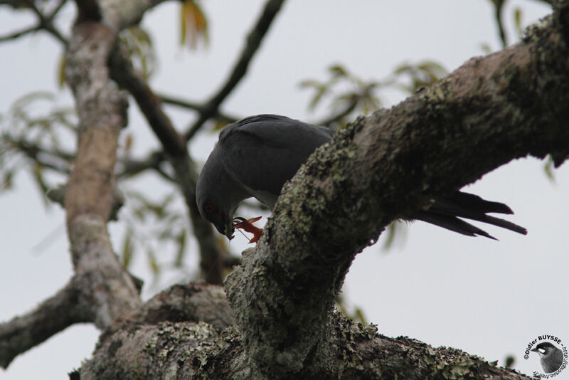 Plumbeous Kite, identification, feeding habits