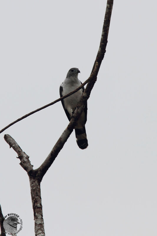 Milan de Cayenneadulte, identification