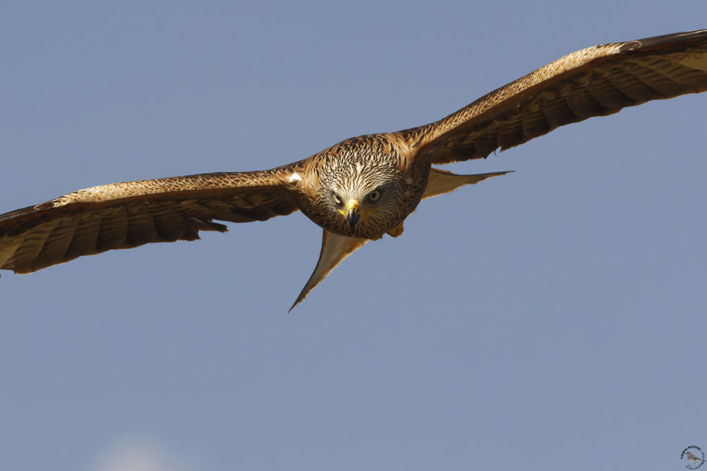 Red Kite, Flight