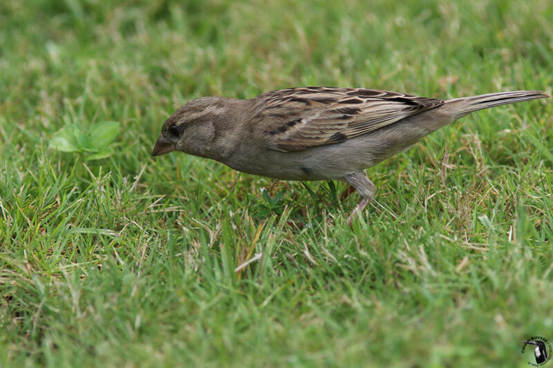 Moineau domestique femelle adulte, identification