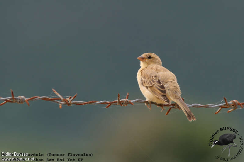 Moineau flavéole femelle adulte