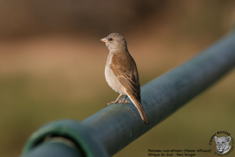 Southern Grey-headed Sparrowjuvenile