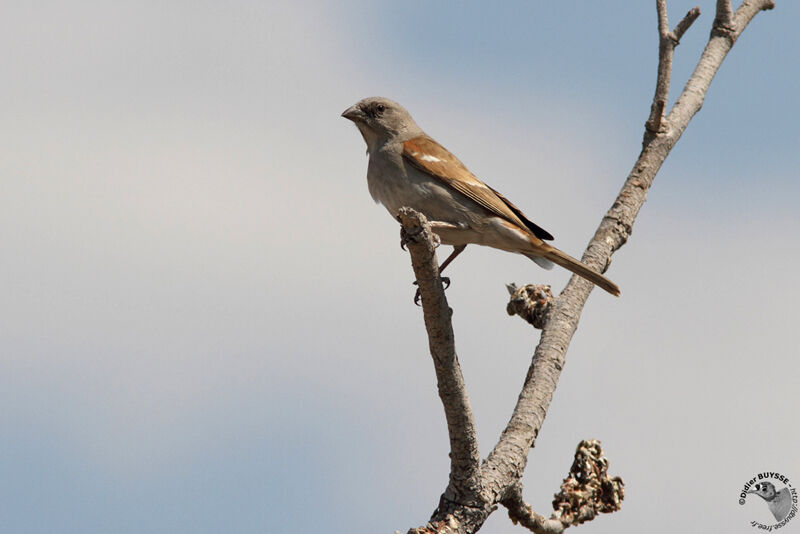 Moineau sud-africainadulte, identification