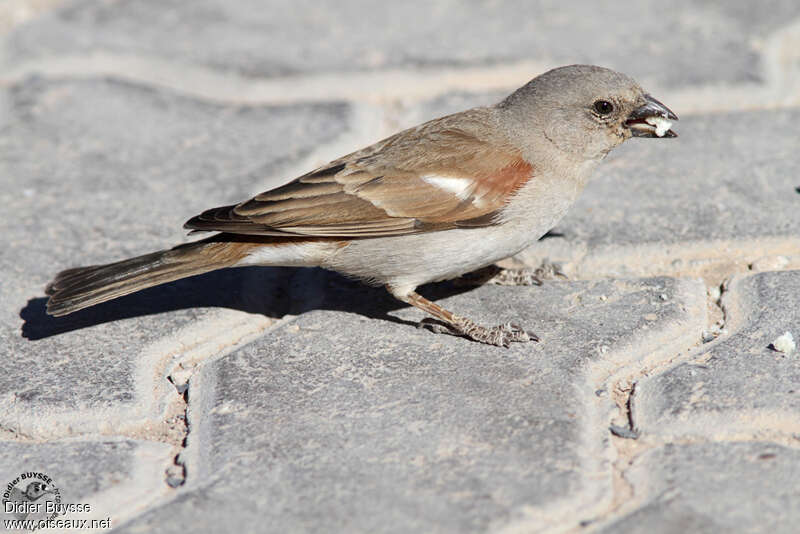 Moineau sud-africainadulte