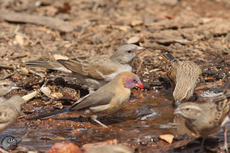 Southern Grey-headed SparrowFirst year, identification