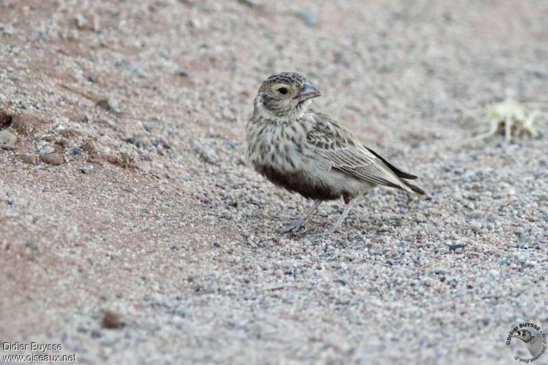 Grey-backed Sparrow-Lark female adult, close-up portrait, pigmentation