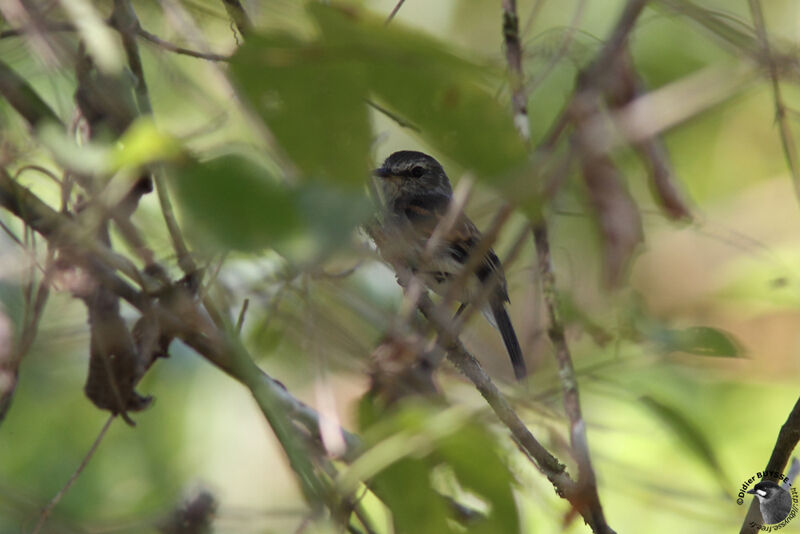 Moucherolle de Pallantangaadulte, identification