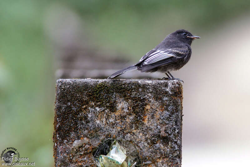 Black Phoebeadult, identification