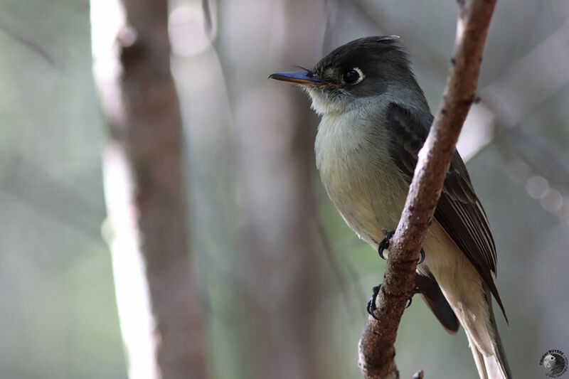 Cuban Peweeadult, identification