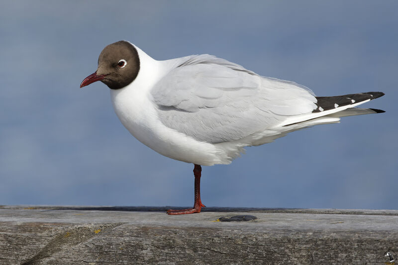 Mouette rieuseadulte nuptial