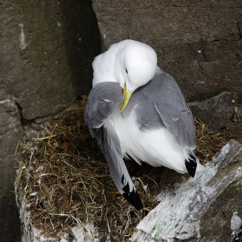 Black-legged Kittiwakeadult, Reproduction-nesting