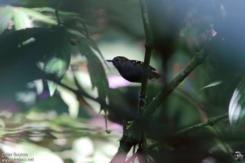 Star-throated Antwren male adult, identification