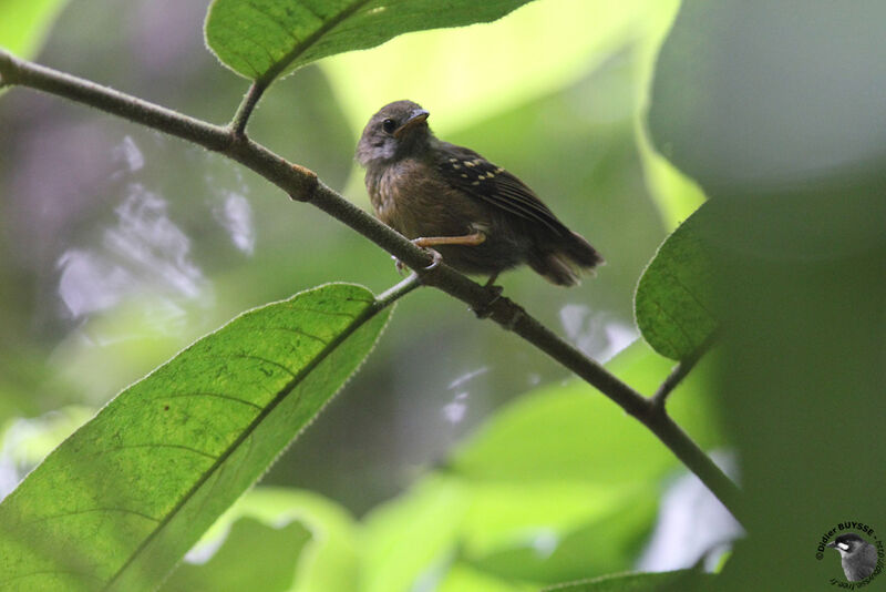 Myrmidon ardoisé, identification