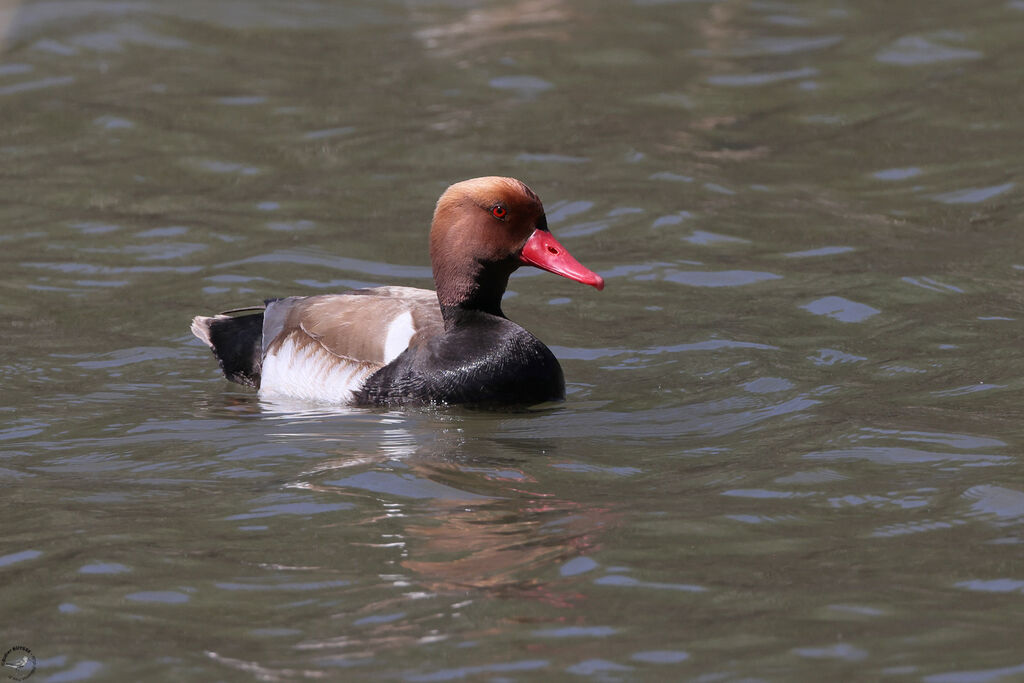 Nette rousse mâle adulte, nage