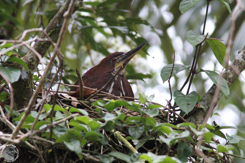 Rufescent Tiger Heronjuvenile, identification