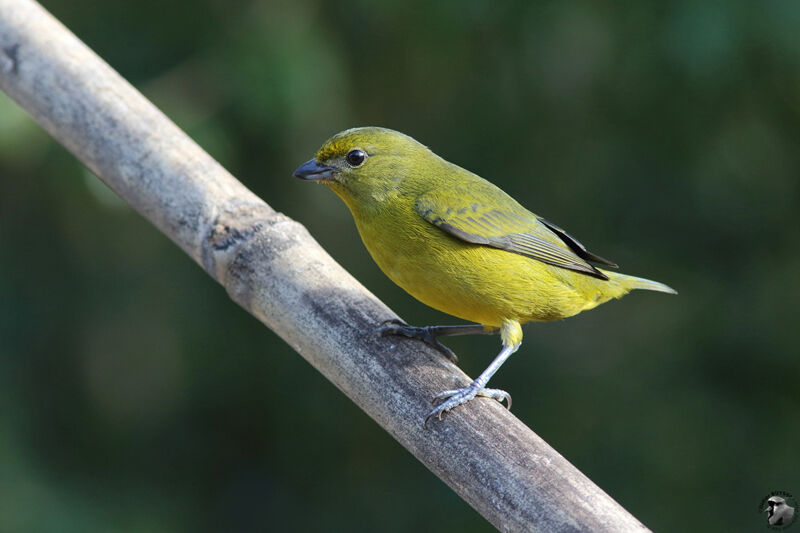 Organiste téïté femelle adulte, identification