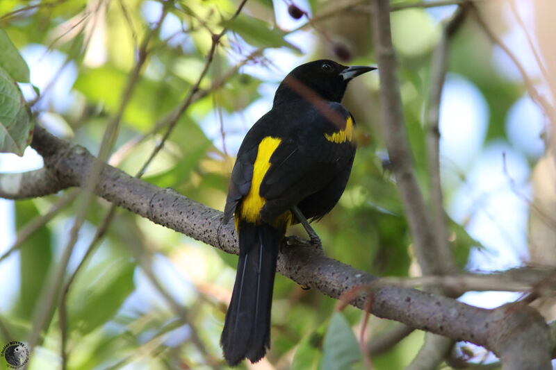 Cuban Orioleadult, identification