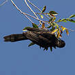 Oriole variable