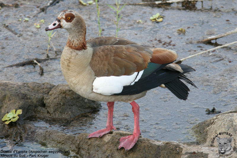 Egyptian Goose