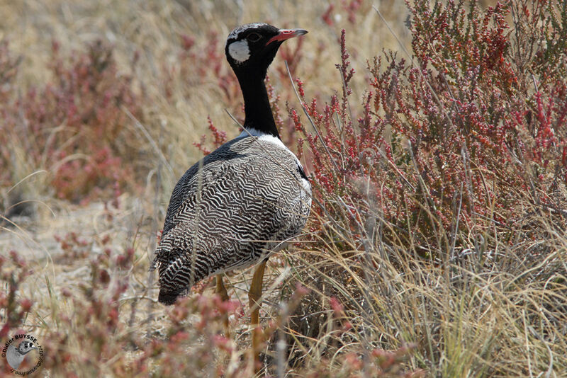 Northern Black Korhaan male adult, identification