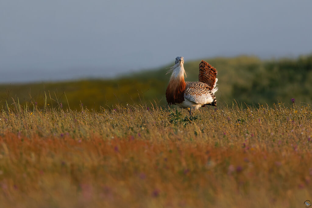 Great Bustard
