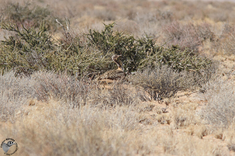 Ludwig's Bustard female adult, identification