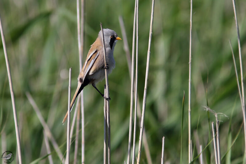 Bearded Reedling male adult, identification