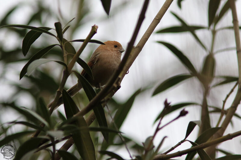 Vinous-throated ParrotbillFirst year, identification