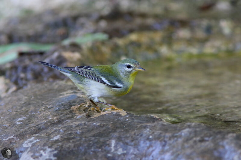 Northern Parula female, identification