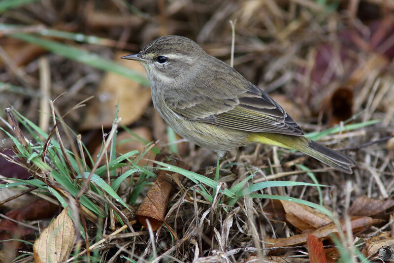 Palm Warbler female, identification