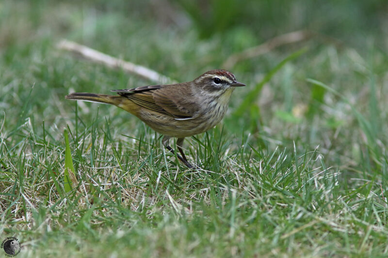 Paruline à couronne rousse mâle adulte, identification