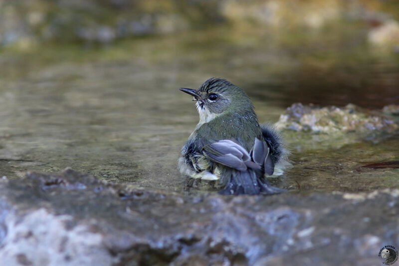 Paruline bleue femelle 1ère année