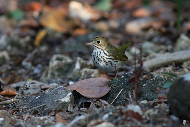 Paruline couronnéeadulte, identification