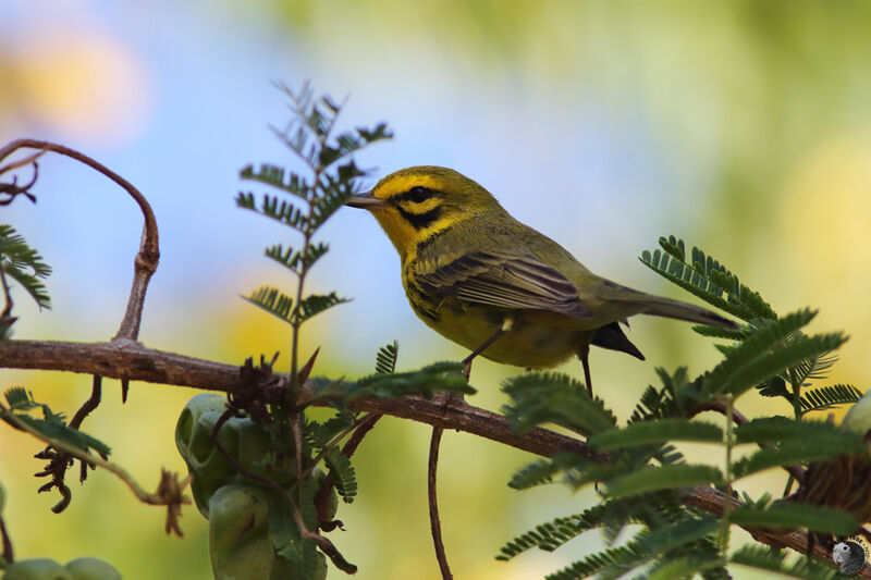 Prairie Warbler male adult, identification