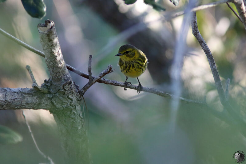 Paruline tigrée mâle immature, identification