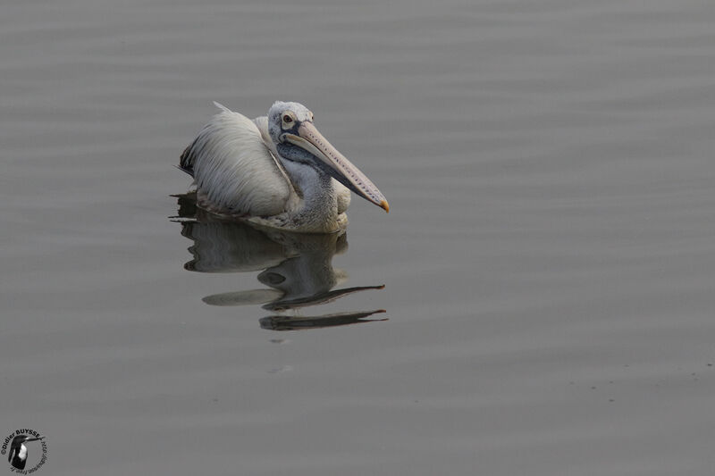 Spot-billed Pelicanadult, identification