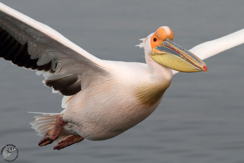 Great White Pelicanadult, Flight