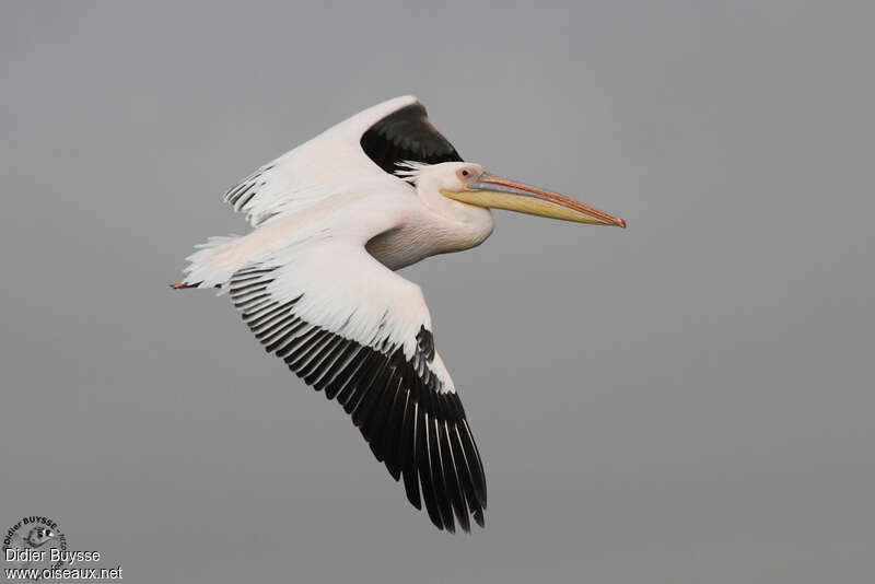 Great White Pelicanadult, Flight