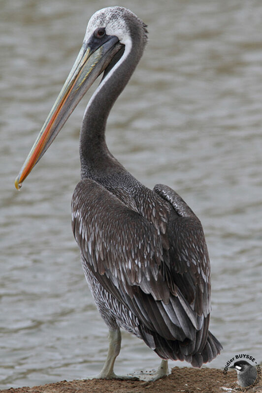 Peruvian Pelicanimmature, identification