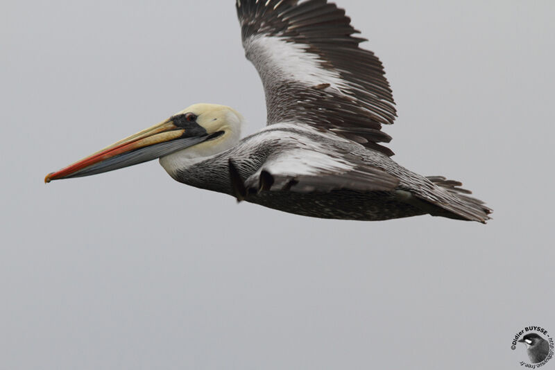 Peruvian Pelicanadult, Flight