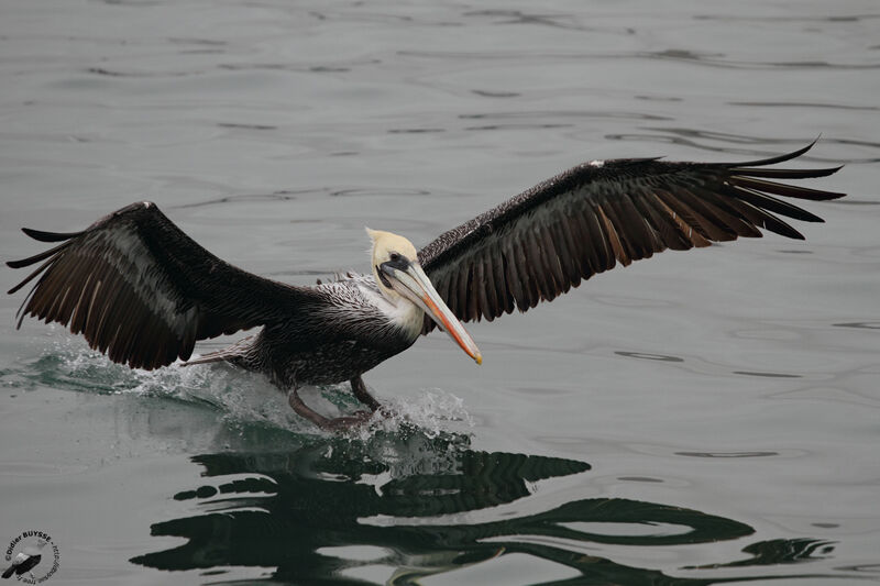 Peruvian Pelicanadult, identification