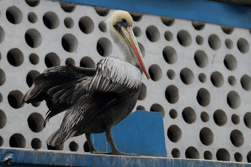 Peruvian Pelicanadult, identification