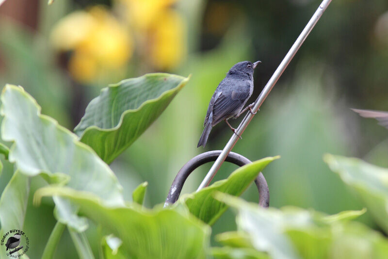 Slaty Flowerpiercer male adult, identification