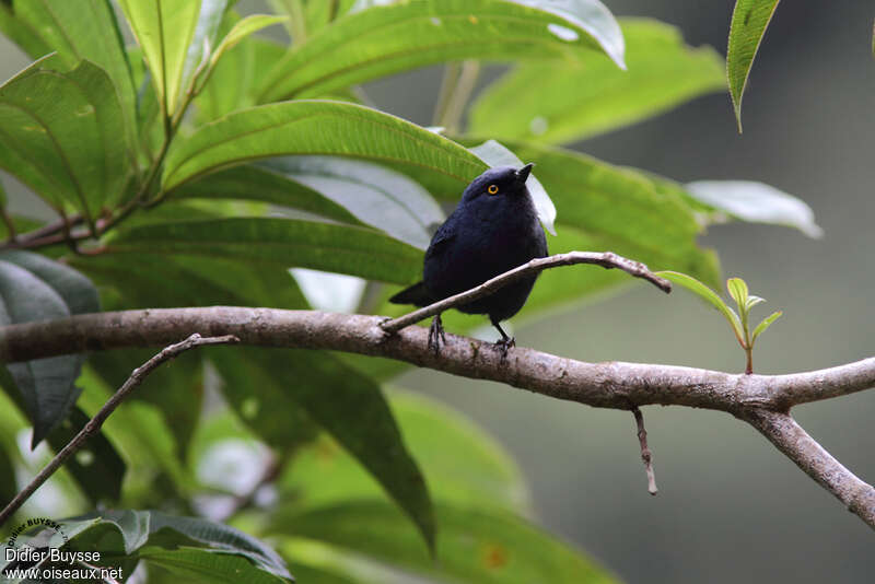 Percefleur glauqueadulte, habitat