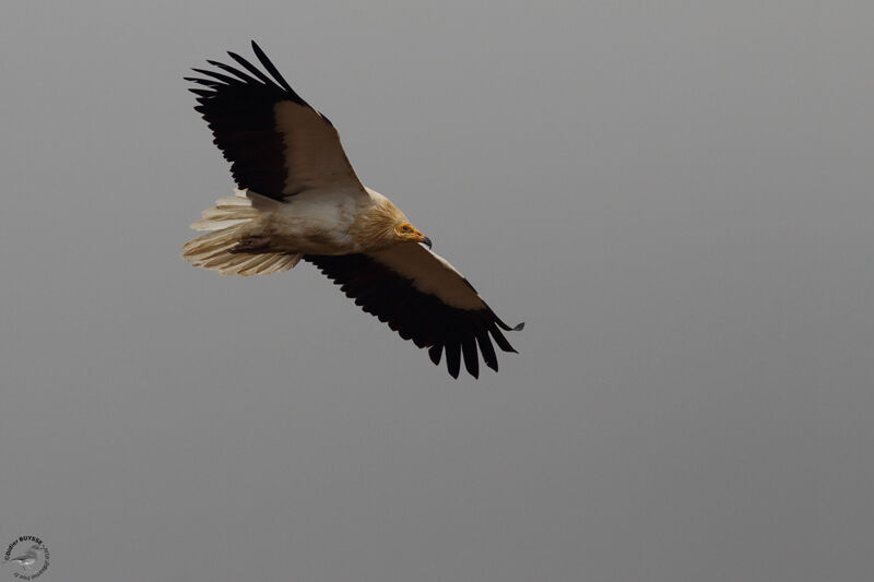 Egyptian Vultureadult, Flight