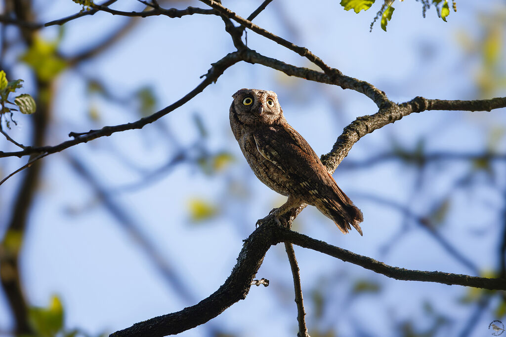 Eurasian Scops Owladult